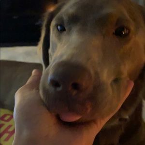 Meet your Posher, Sharan